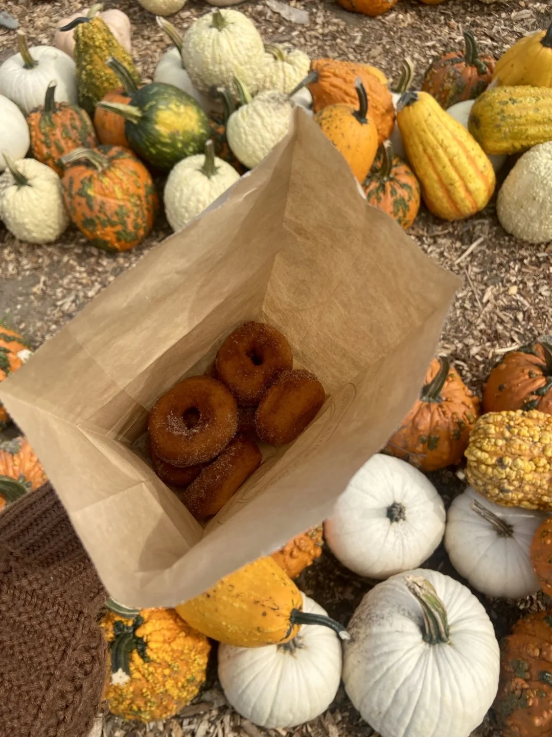 这里的南瓜超多～～～～