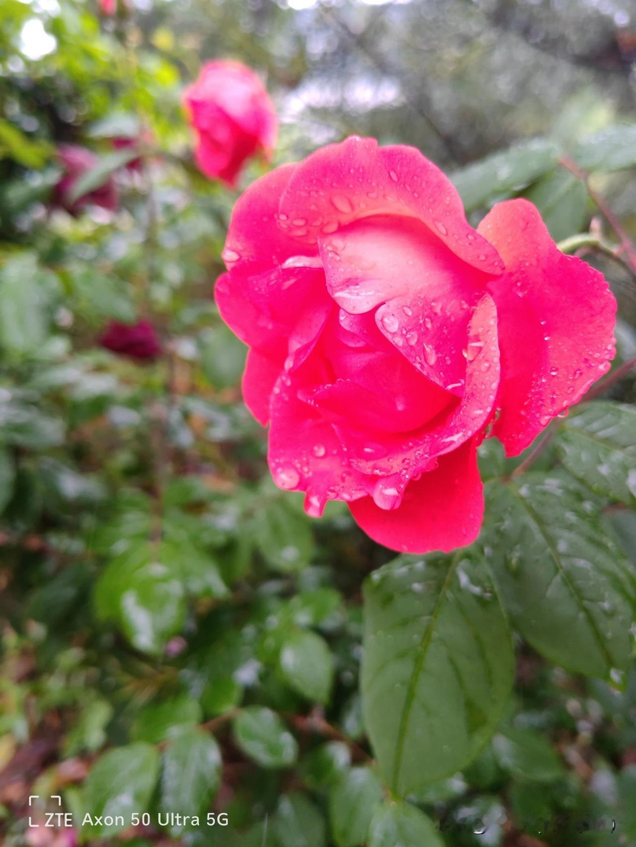 
雨中即景，路边小花。

过节回老家，下雨闲来无事，就在路边闲逛，在路边看哪一朵