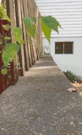 来吧！
撑死我吧！