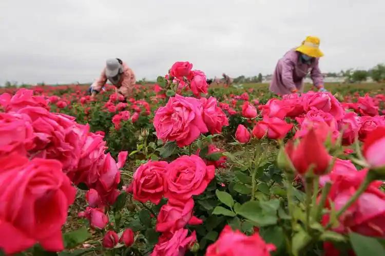 老家的玫瑰——世上独一无二的花

隙地生来千万枝，
恰似红豆寄相思。
玫瑰花放香