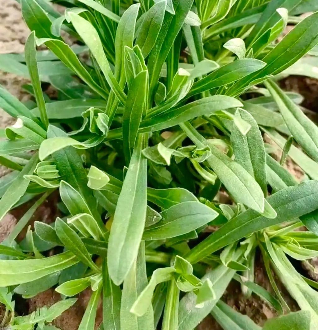 每天一条冷知识 面条菜不是面条！它的学名叫麦瓶草，是石竹科蝇子草属植物。它从小麦