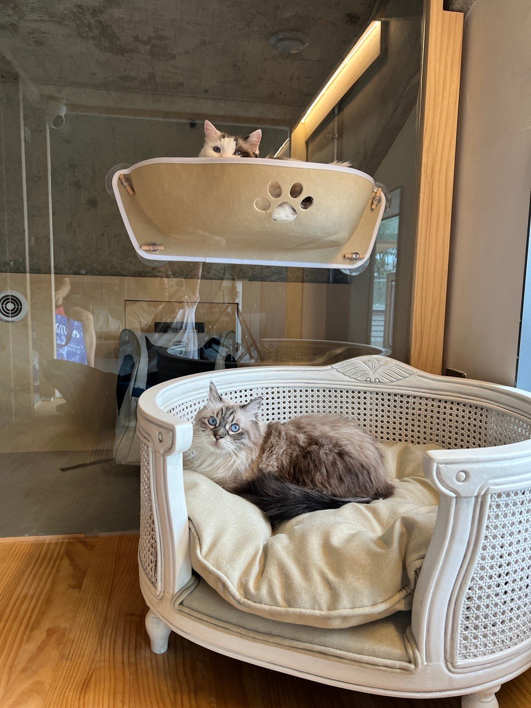 猫隐的老面孔~ 回锅肉和汤圆#萌宠大v宠粉进行时##生活# ​​​
