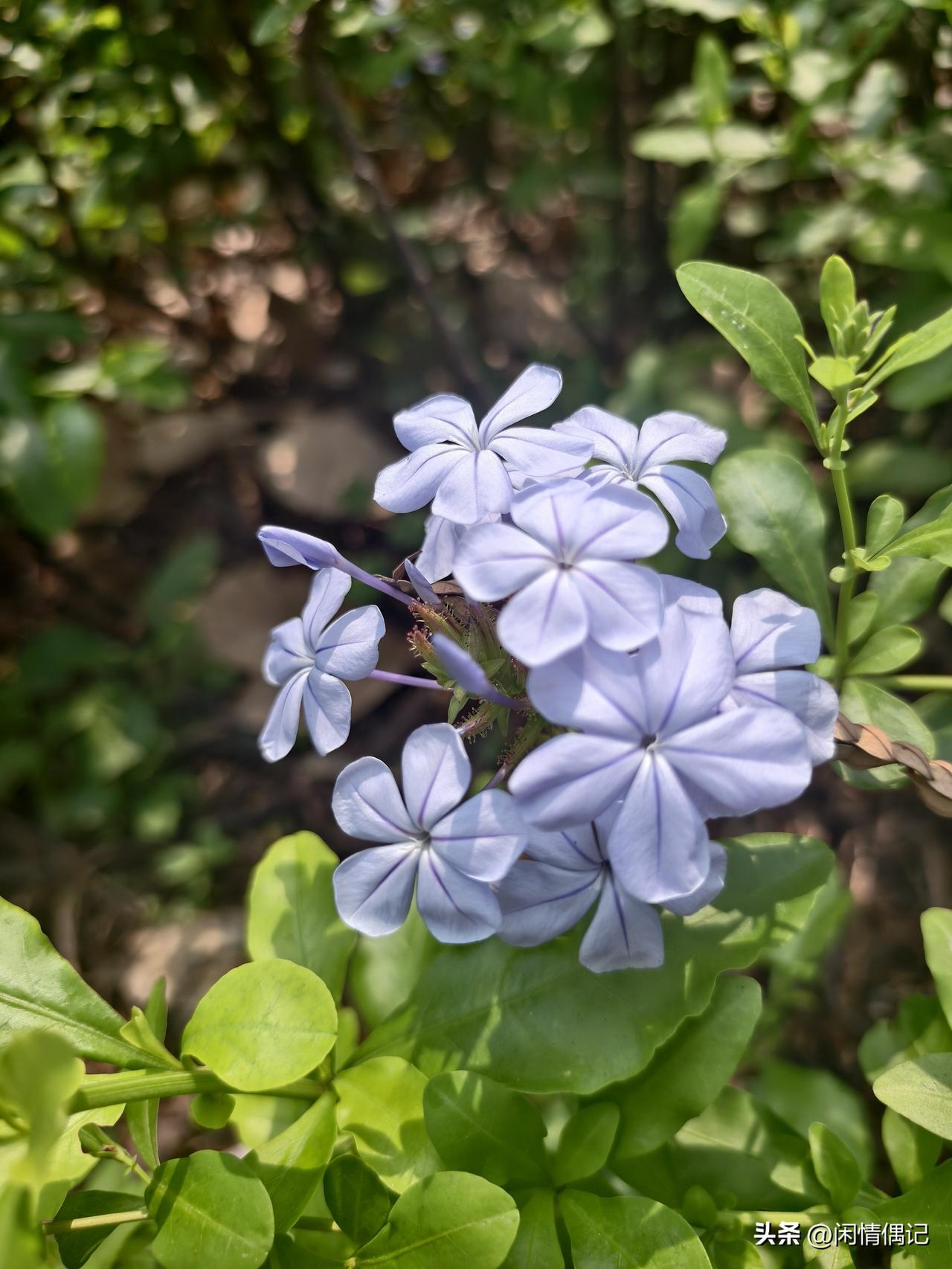 其实说真的，真心喜欢成熟女人的男人，大多不是那种毛躁幼稚、只想找个人宠着自己的小