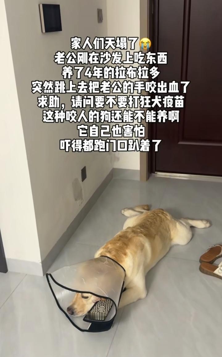 女子说家里养的拉布拉多犬咬了家里人，她问被咬的人要不要打狂犬疫苗。还有这种咬人的