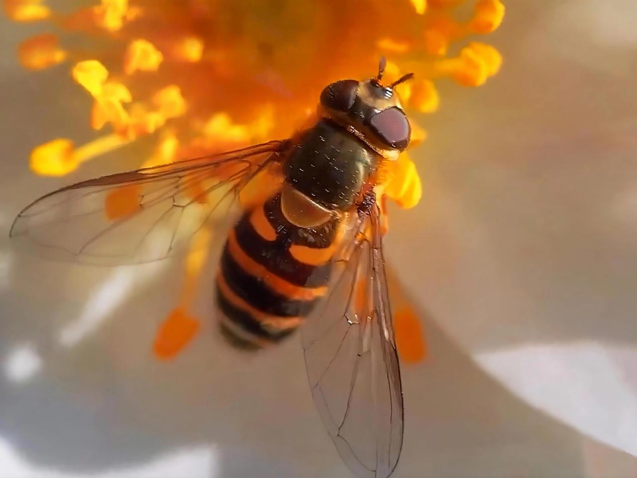 暮春时分，随手一拍尽是风景。雨后夕阳似被水洇染的画布，橙红柔和温暖，洒在大地，给