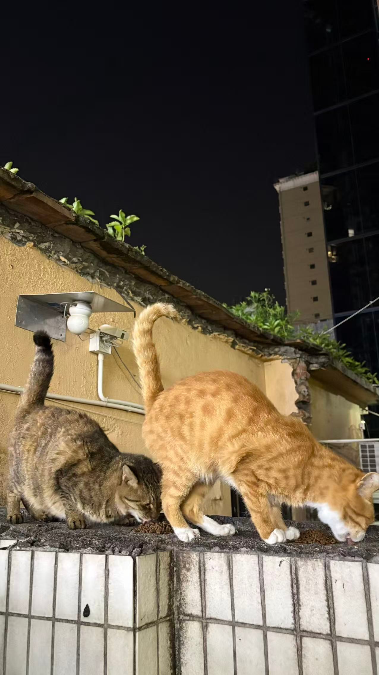 安静的夜晚，只有小朋友安静吃猫粮的声音。流浪猫