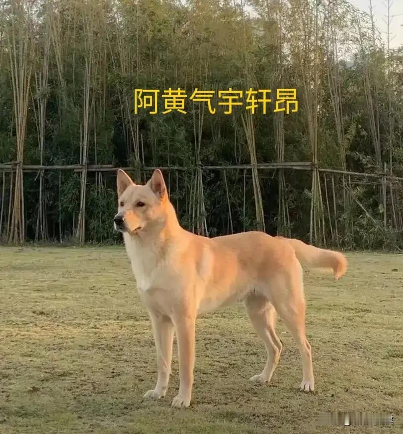 杜甫有诗云“旧犬喜我归，迎前摇尾舞”。中华田园犬（土狗），聪明忠诚，是看家护院的