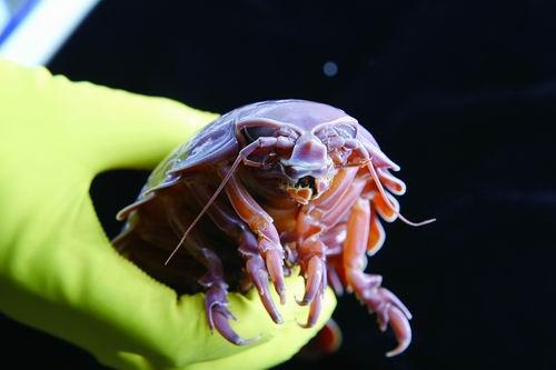【吃一顿撑5年！深海绝食冠军“借”基因抗饿】中国科学院海洋研究所等大学的研究人员