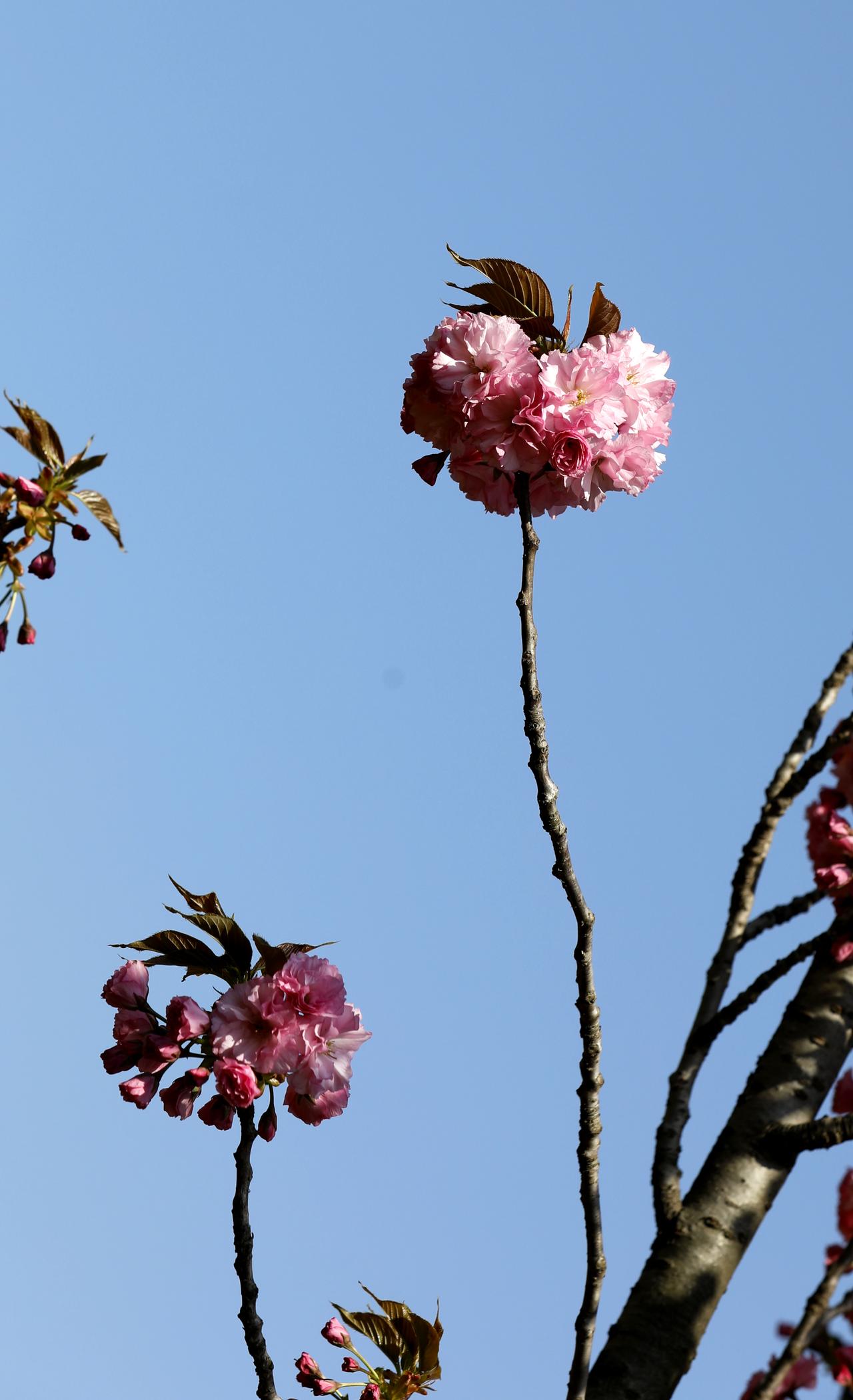 独枝樱花亭亭玉立，粉瓣轻绽，清雅婉约，一抹温柔醉了春风。（原创）