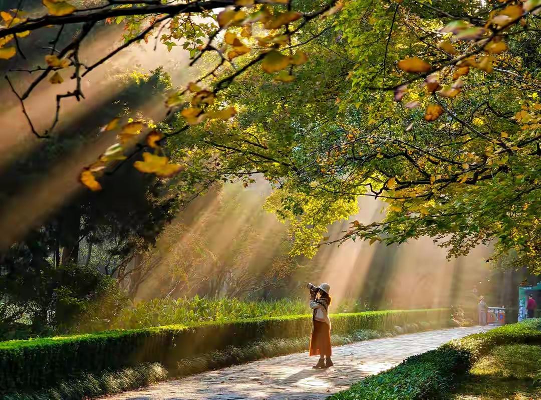 早起的鸟儿有食吃，早起去明孝陵，不但省了银子，也许还能拍到令人感动的丁达尔。
