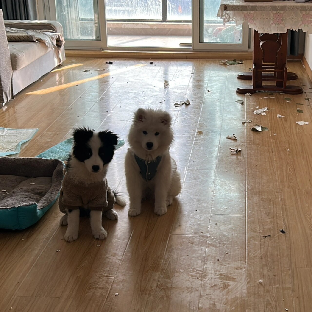 萨摩耶把锅甩给了边牧 