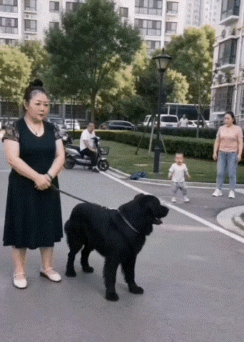 是狗仗人势吧？
这么个黑乎乎的大家伙，直奔小孩而去，看把孩子吓得，不是妈妈眼疾手