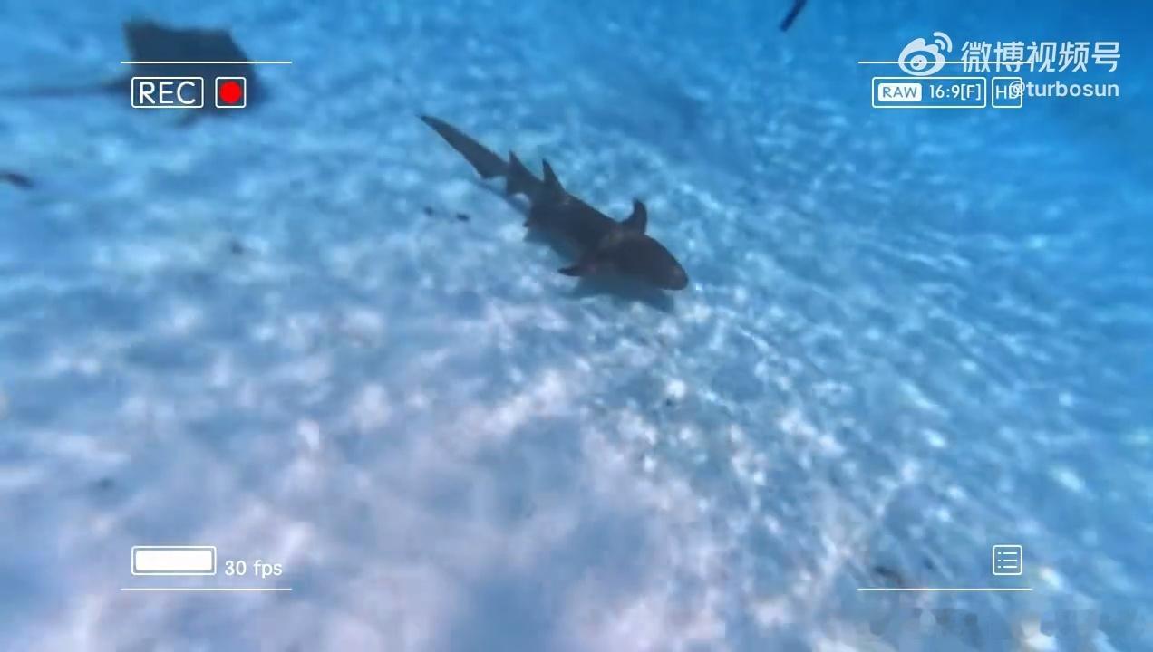 孙俪小花与鲨鱼共游vlog孙俪与鲨鱼共游视频孙俪小花与鲨鱼共游vlog可以 