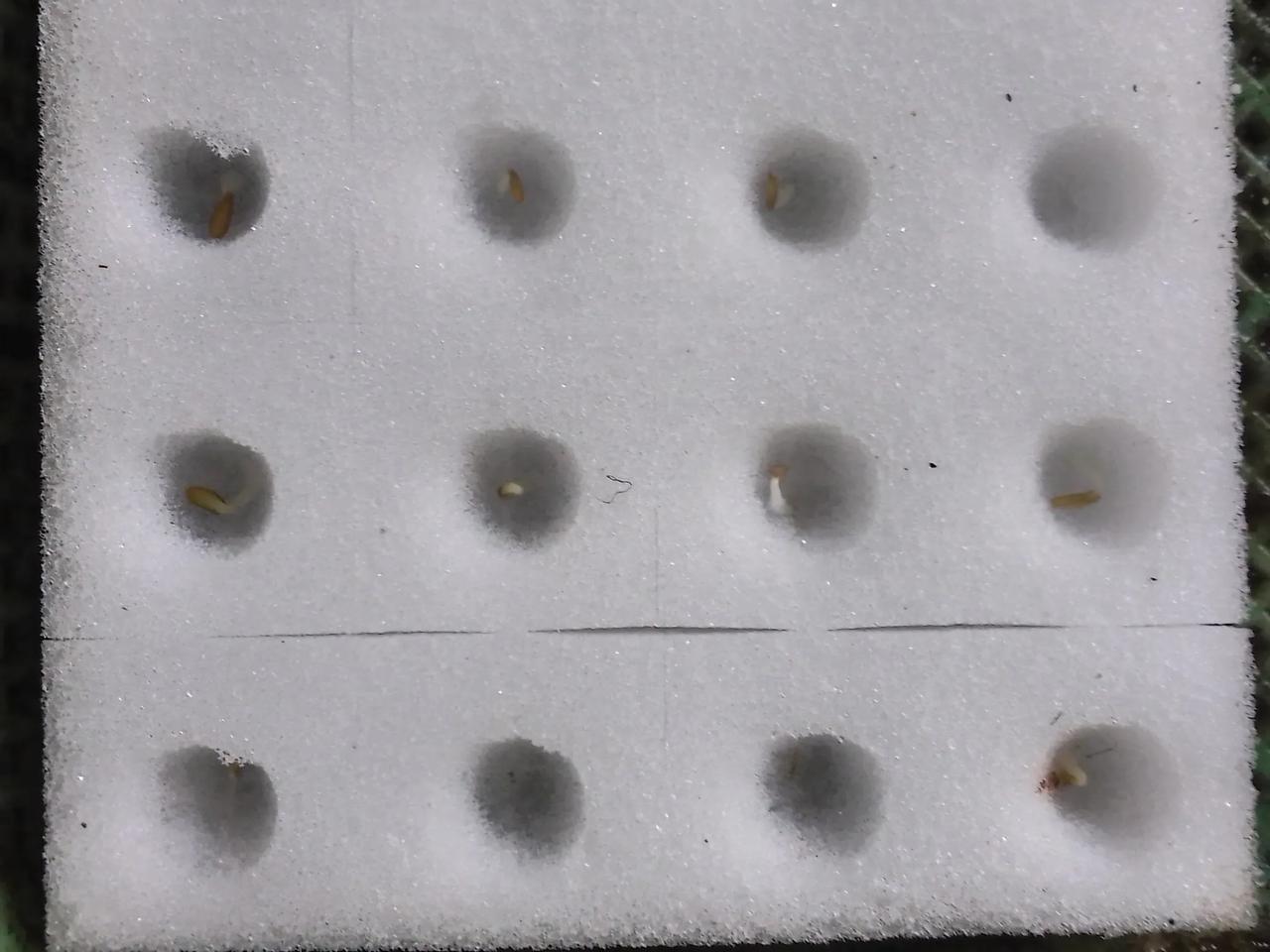 网上买了一块海绵，一包生菜种子，打算种一点生菜，前天播种的，现在的气候适合蔬菜生