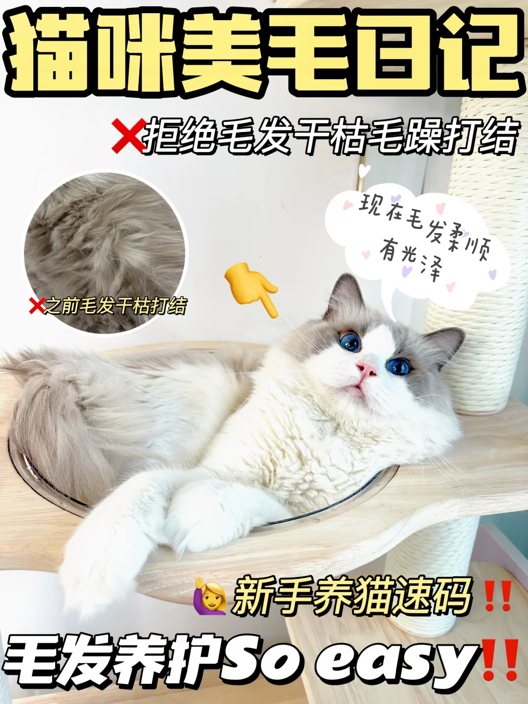 新手养猫篇｜猫咪毛发护理㊙️籍大公开