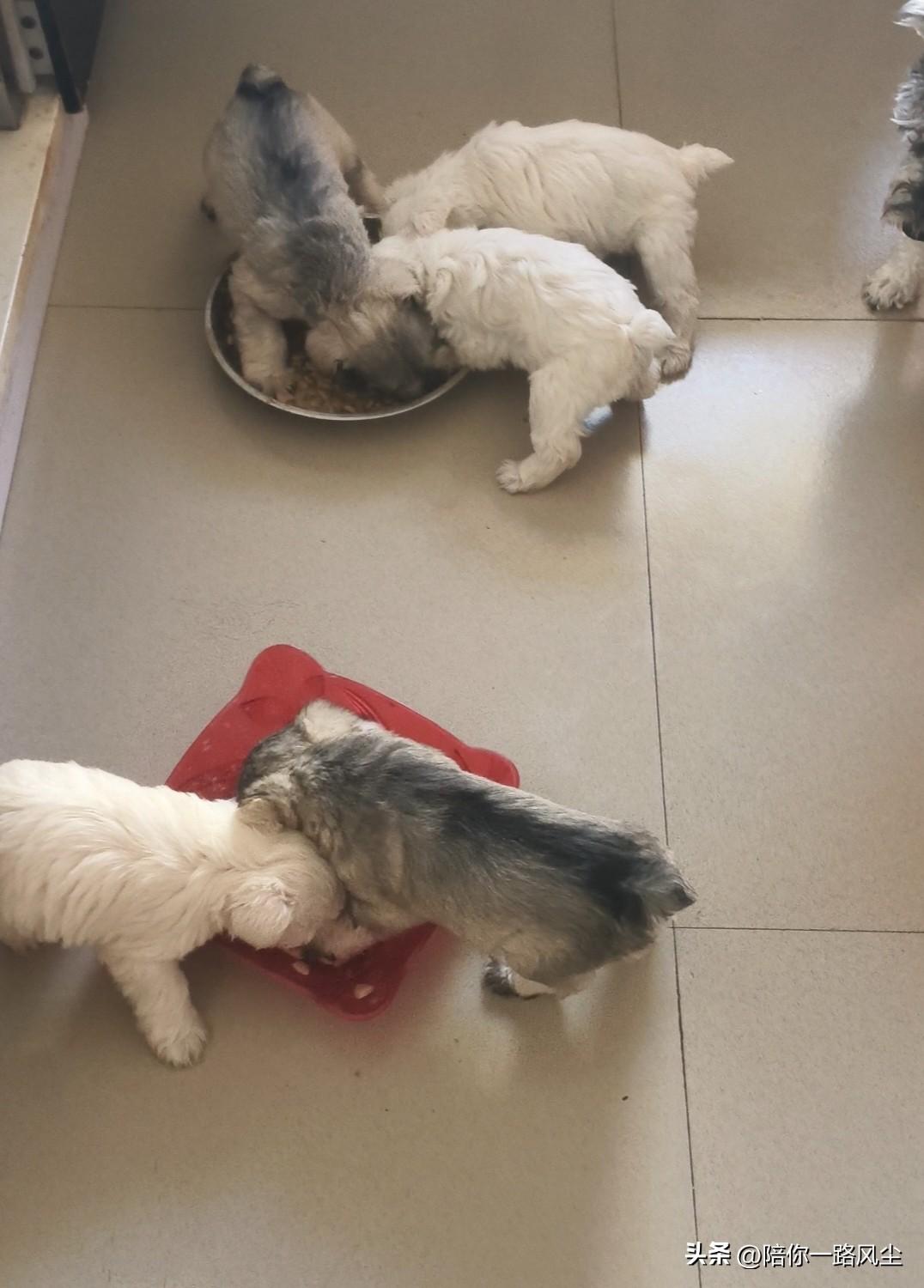 看着它们争先恐后抢着吃狗粮，真的被暖到了，一个个吃得小肚子滚圆，像小猪崽子似的贪