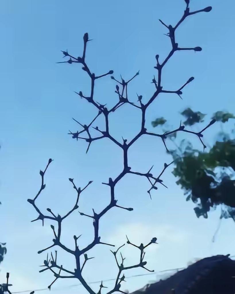 一棵酸枣树，让我想起读书学的有机化学、药物化学和中药化学专业，甾体、多糖、黄酮、