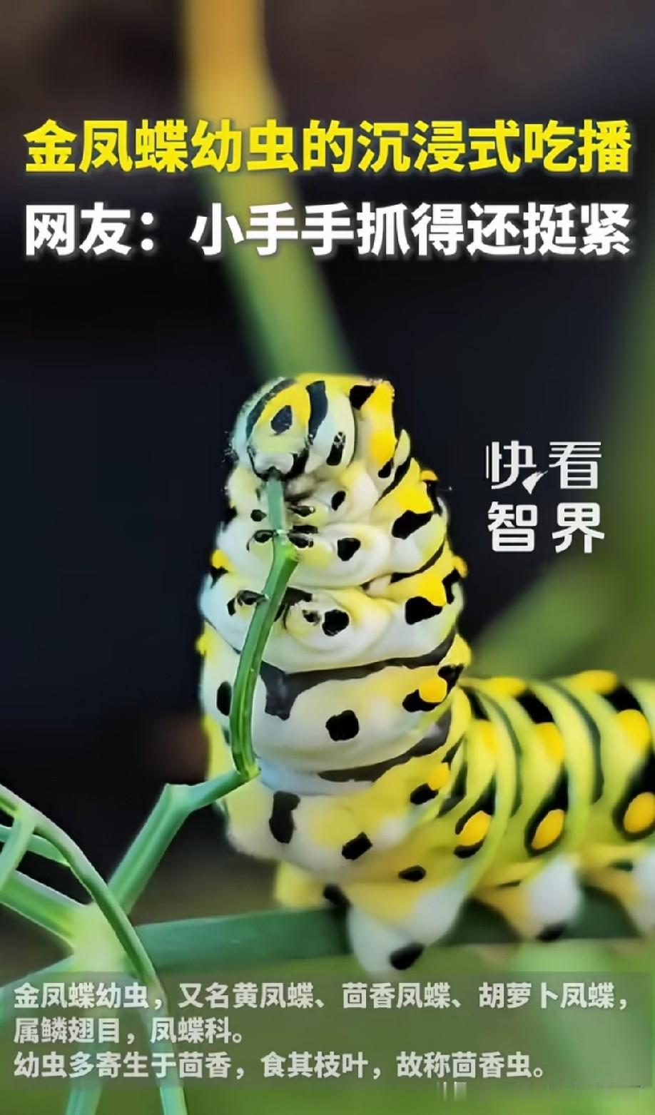 没想到毛毛虫干饭这么讲究，用6只手捧着吃[大笑]