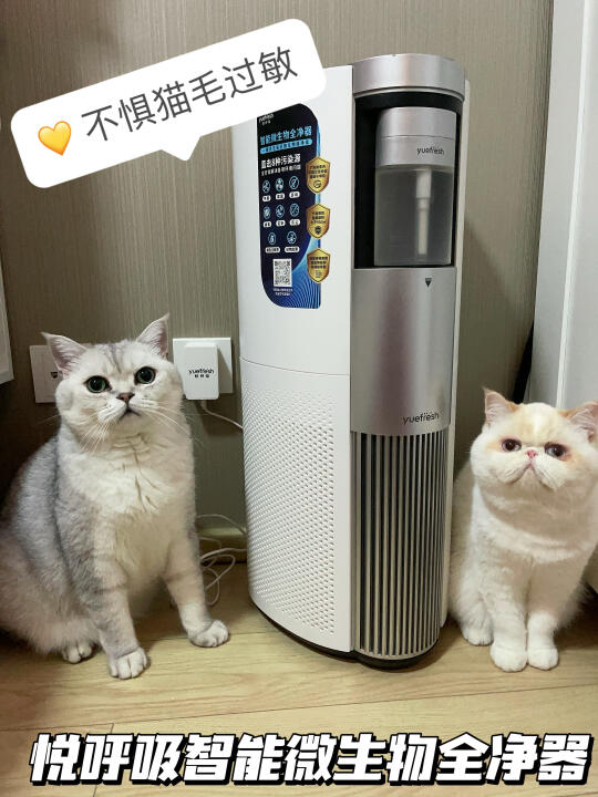 50㎡小窝养了10只猫🐱
