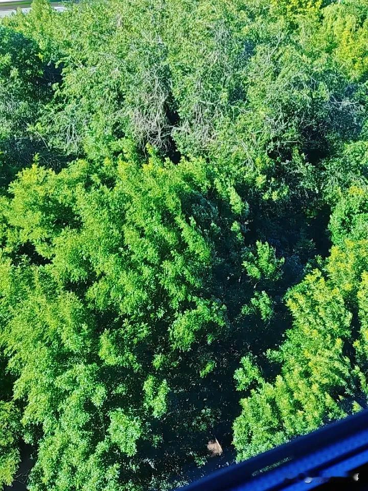每日一图
心情不同
看勃勃生机
激发斗志
生命不在于长短
而在于其宽度和韧性
有