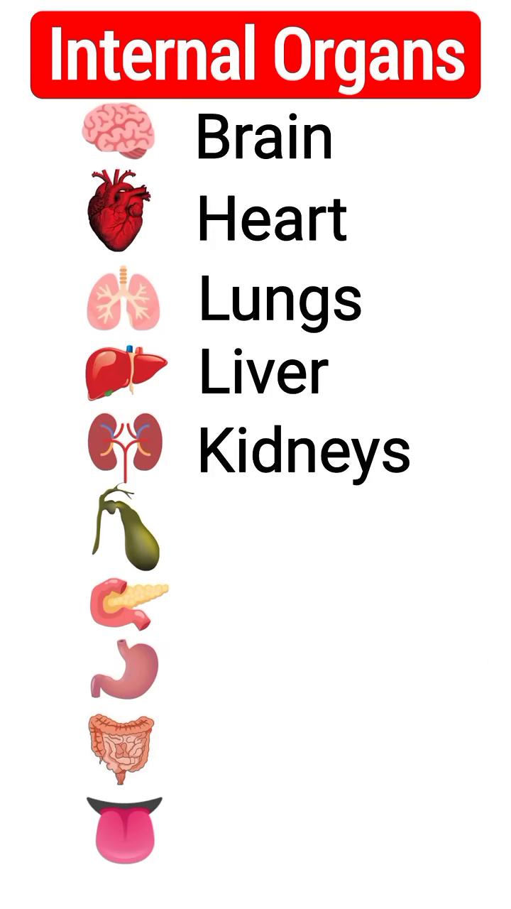 Internal Organs，Brain，Heart，Lungs，Liver，