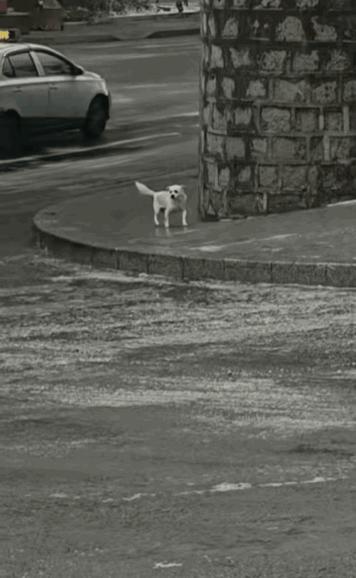 勿以善小而不为，虽然不会说话，但它会感激你的。