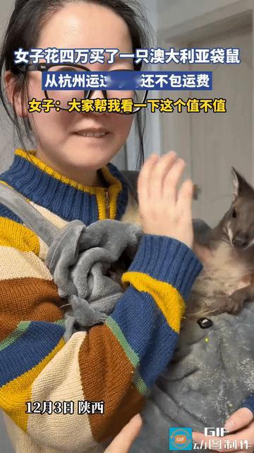 “有钱任性！”陕西，女子花4万买了一只澳大利亚袋鼠，从杭州运过来的还不包运费，朋