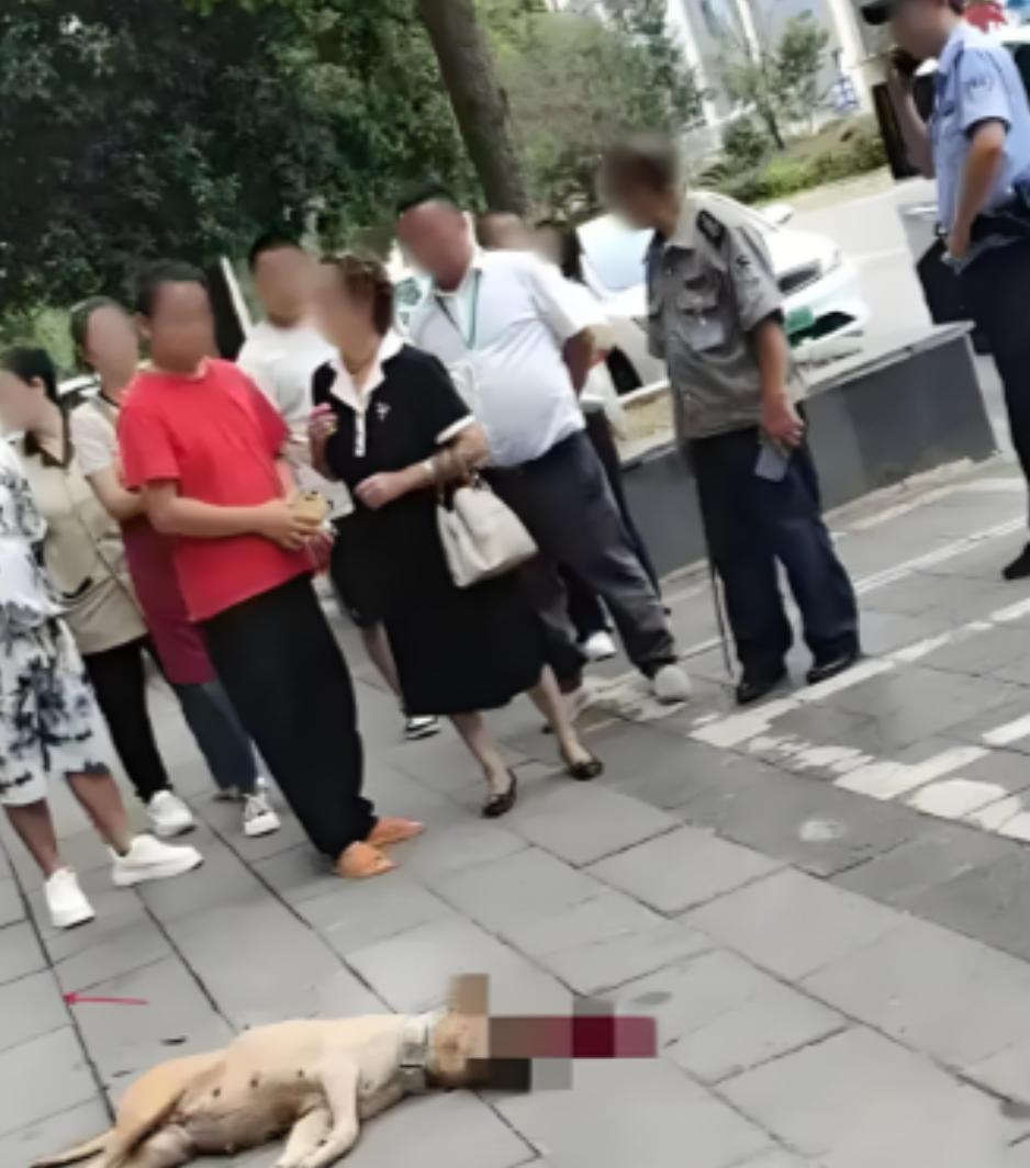 看得解气！大妈遛大型犬不牵绳，结果把路人咬了。

当时男子一点没慌张，反手掐住狗