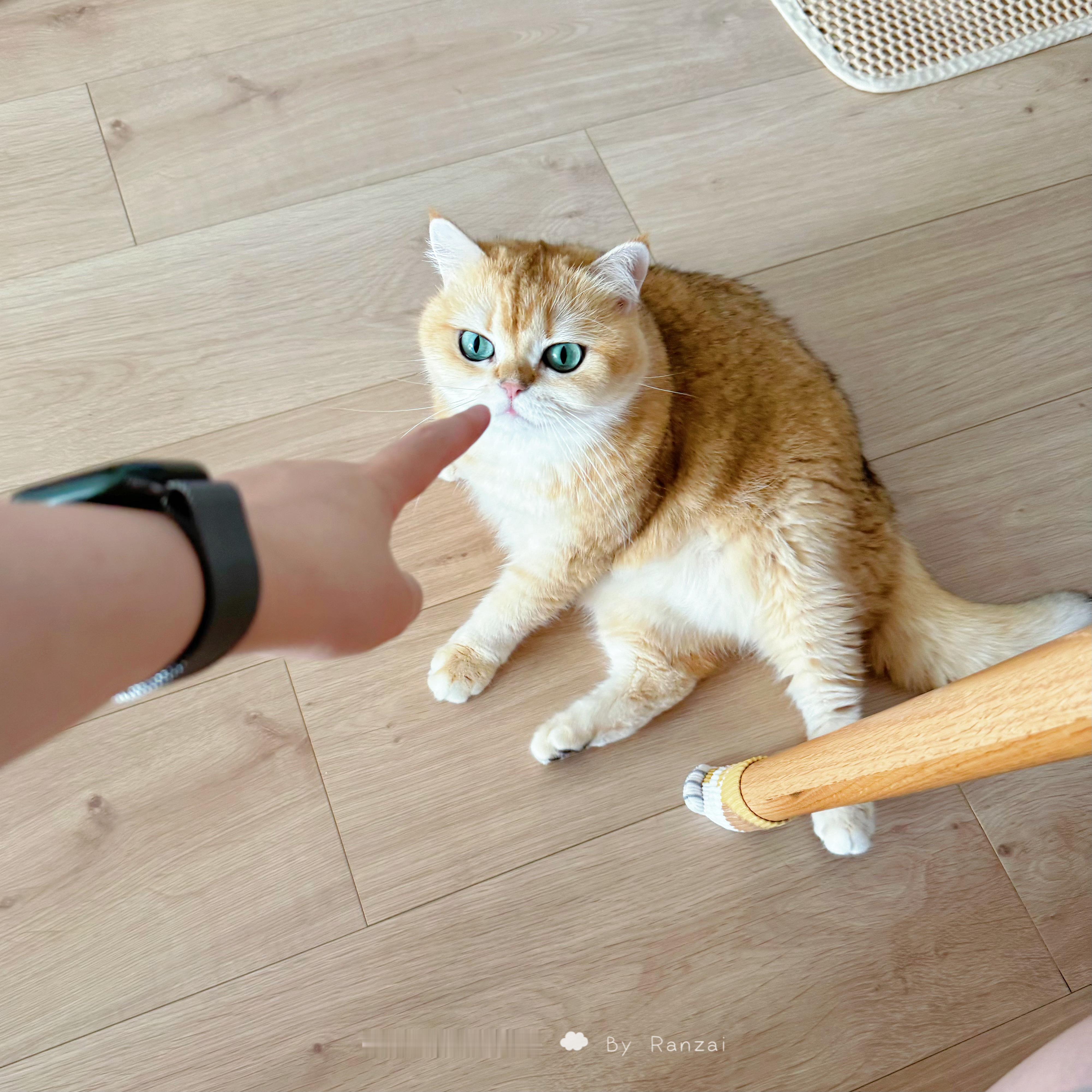 这个小猫在旁边舔地板[NO]#喵趣横生# ​​​