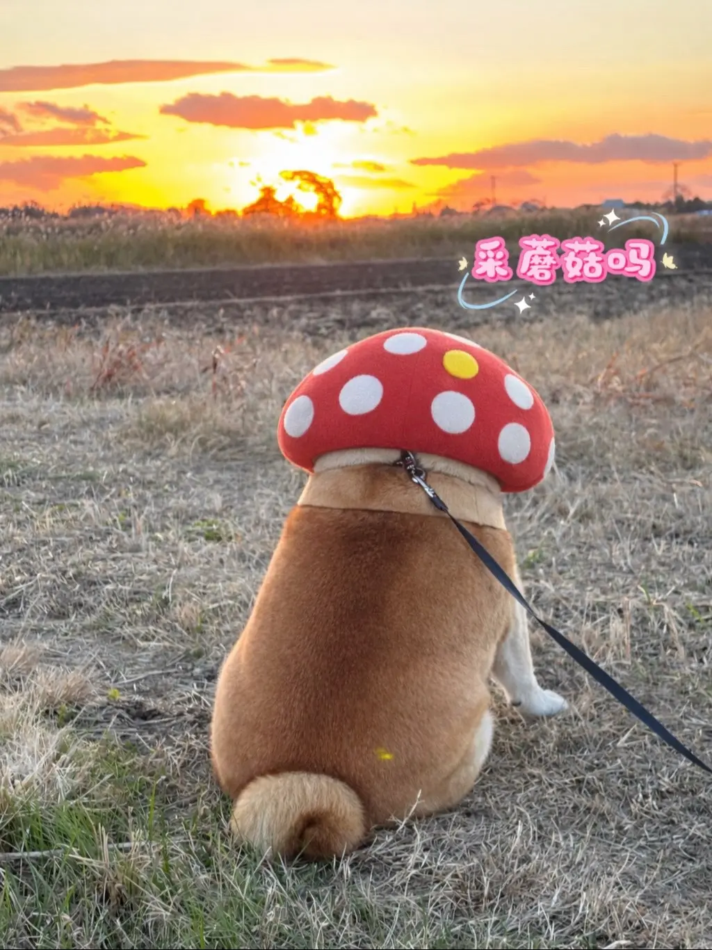 采蘑菇吗？姨姨们。