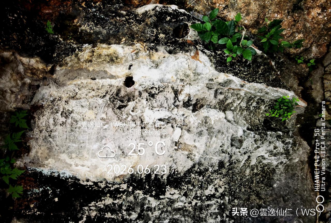 月居生活记录（10102）广西壮族自治区柳州市（139）：鸭头、金身、头顶双狗等