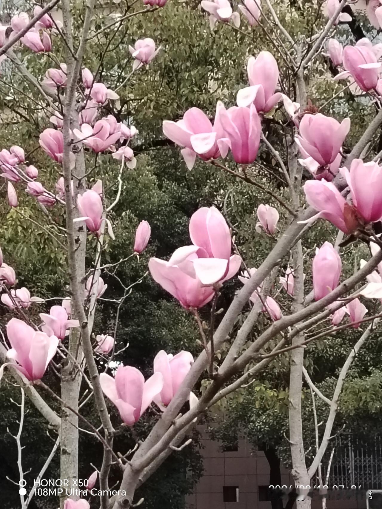 春日生活打卡季3月18日长江岸边赏玉兰花