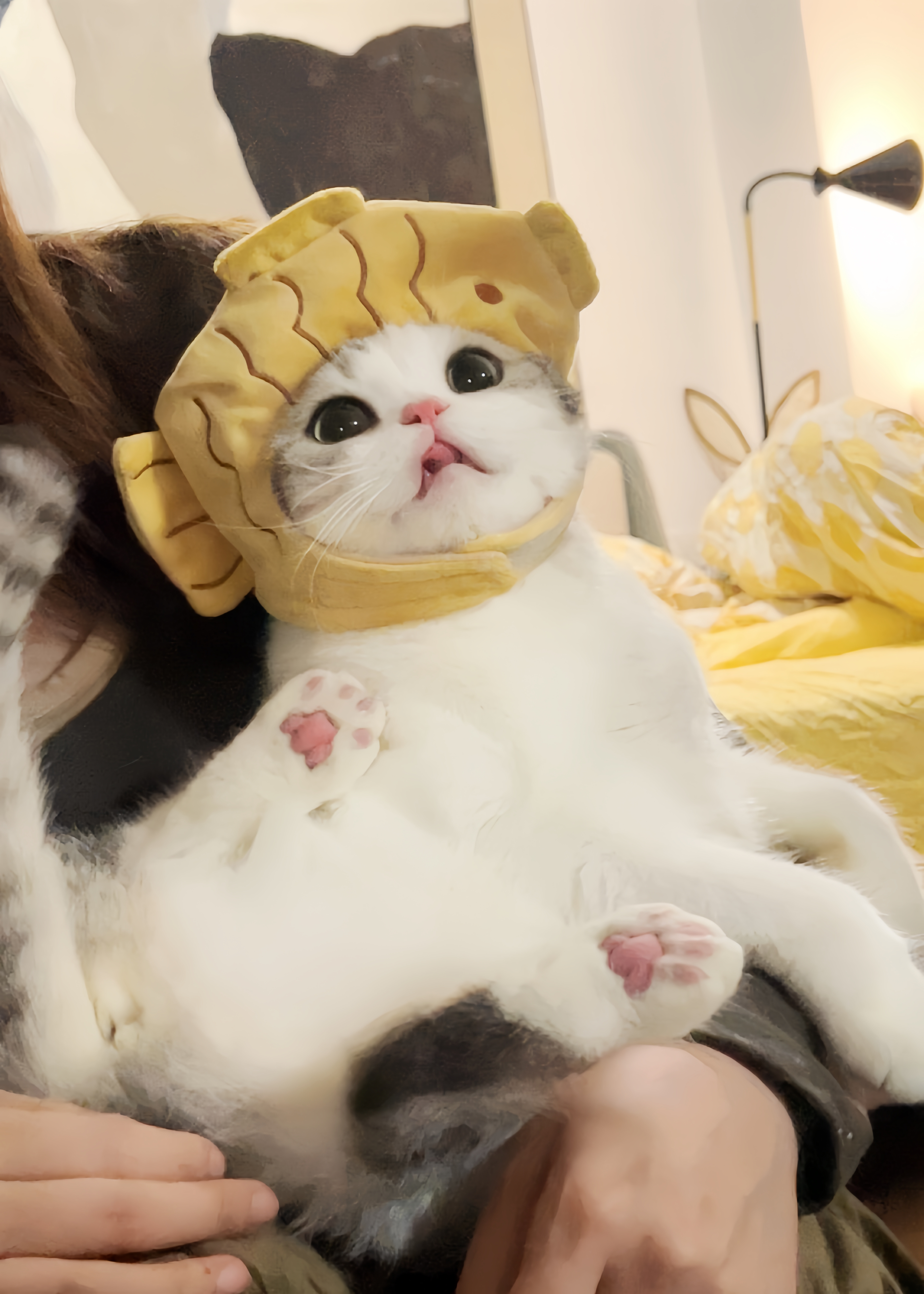 这么可爱的鲷鱼烧小猫！#萌宠初冬日记# ​​​