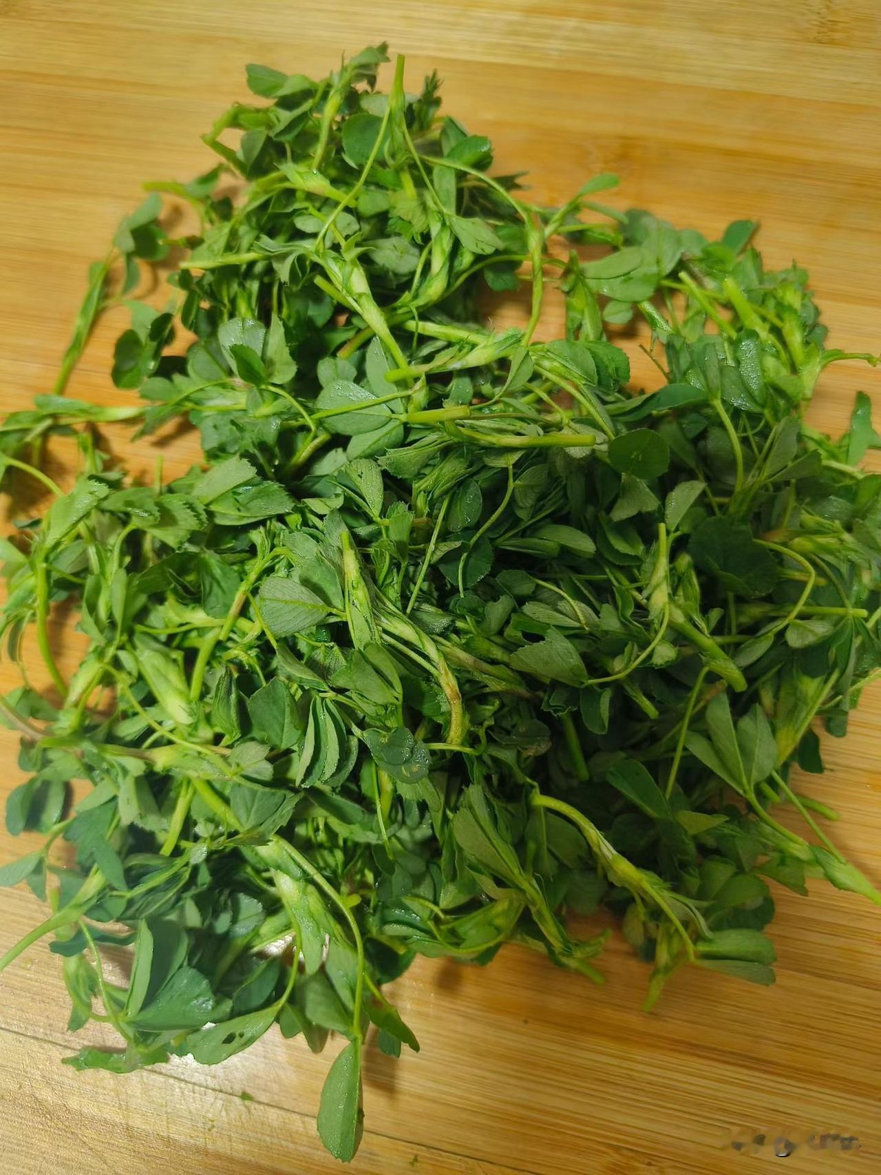 又到了吃苜蓿的季节！
每年刚开春，天气渐渐暖和的时候，沟沟坎坎的地方就爬满了摘苜