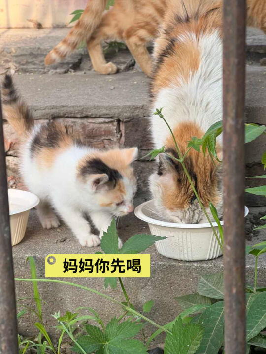 孝顺小奶猫找家