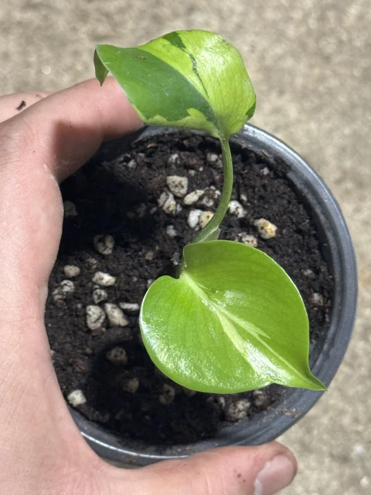 可爱的小芝士龟背竹