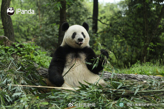 #小封日历#早安，周二啦！今天叫醒你的是_____？ [发芽]（图据） ​​​