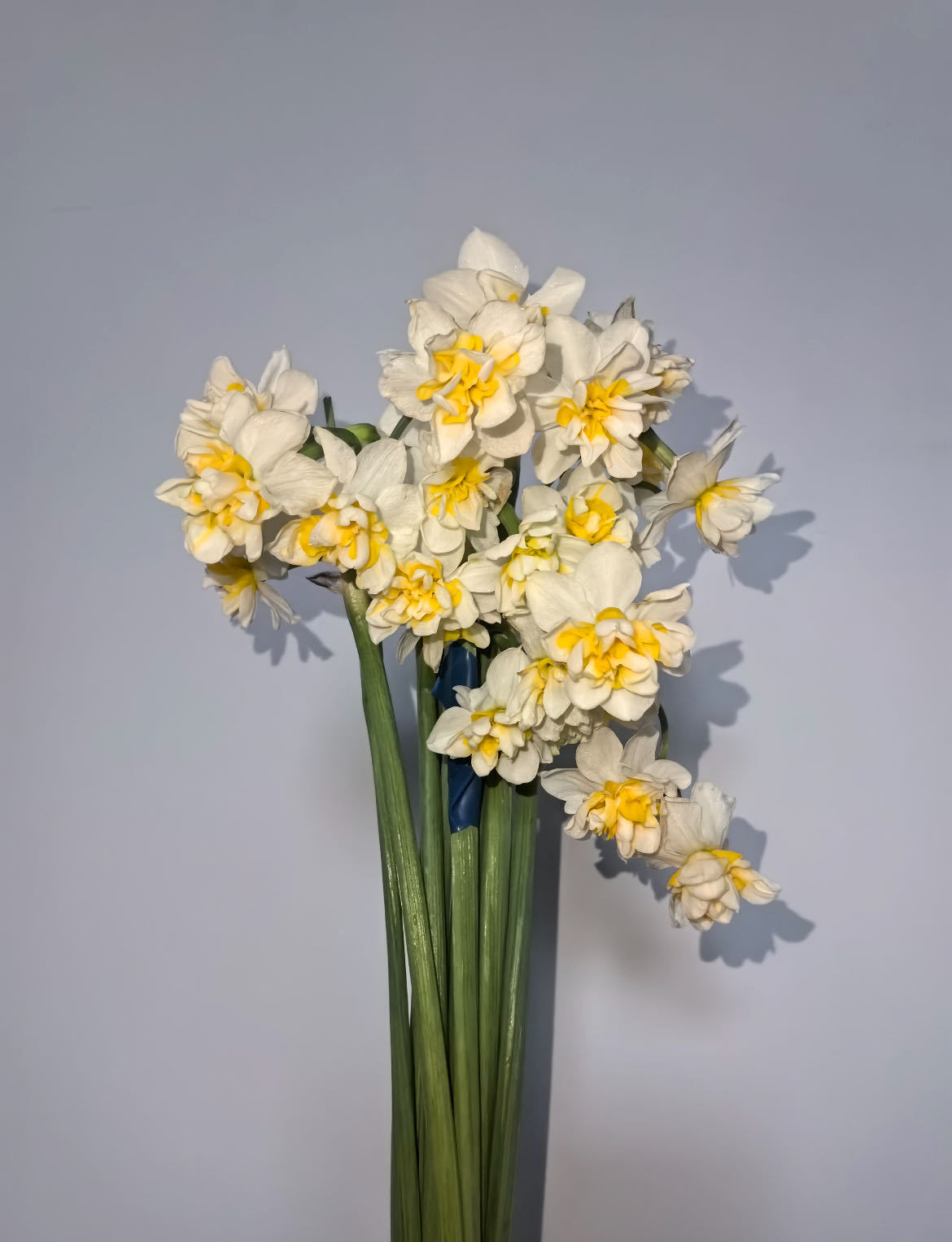 有一种水仙叫舞蹈家会跳舞的花见过会跳舞的花，才懂春天有多浪漫，水仙界的颜值担当非