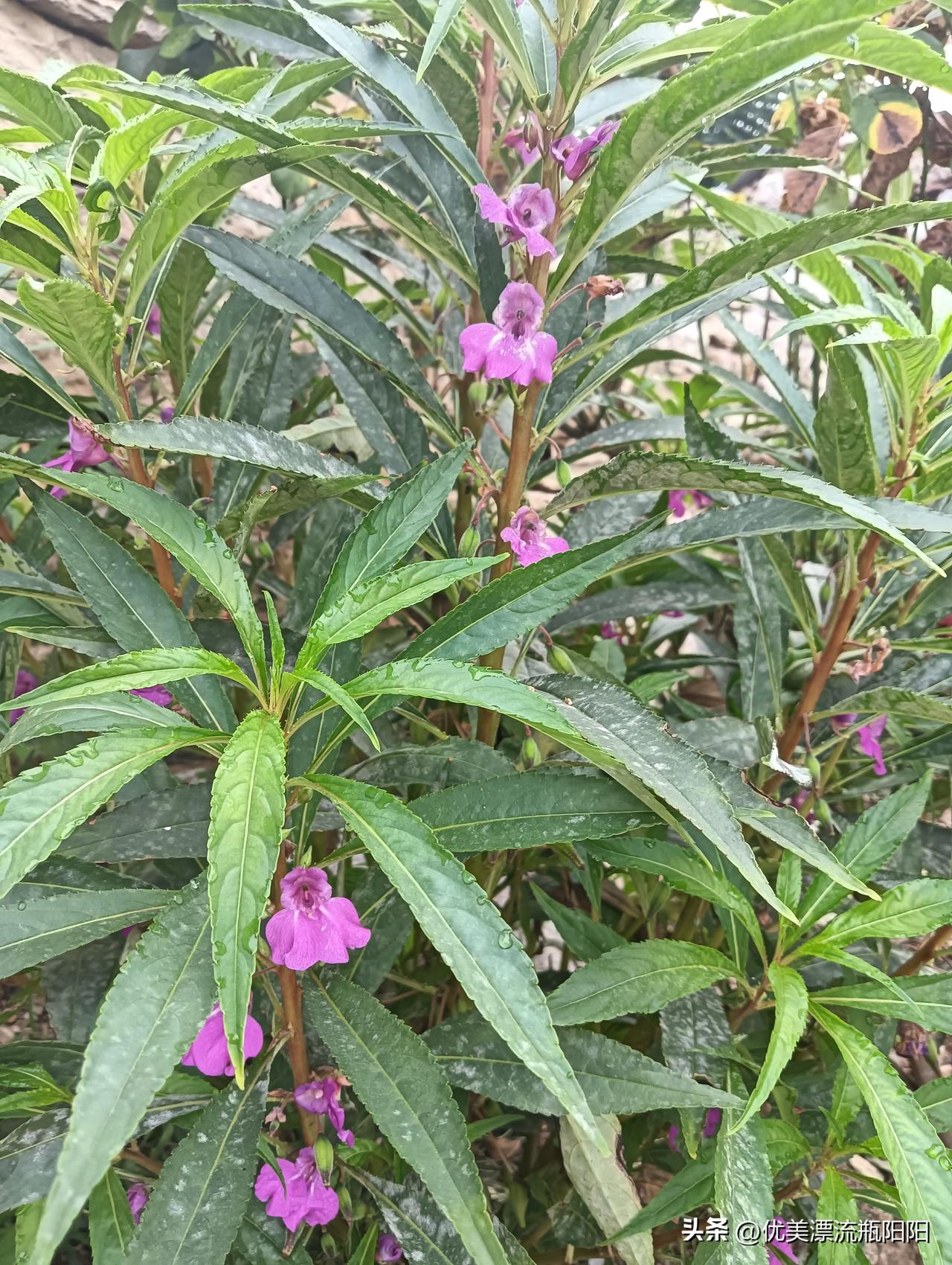 🌿 漫漫人生路上，虽然到处都是风景， 只要你心怀理想，勇敢出发，就没有到达不了
