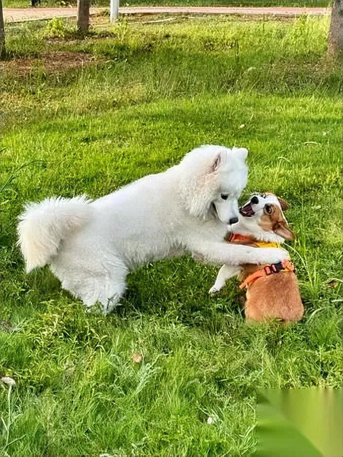 北京毒狗案判了4年！这事越想越堵得慌。

姓张的小伙儿往小区遛狗道扔了蘸药的鸡脖