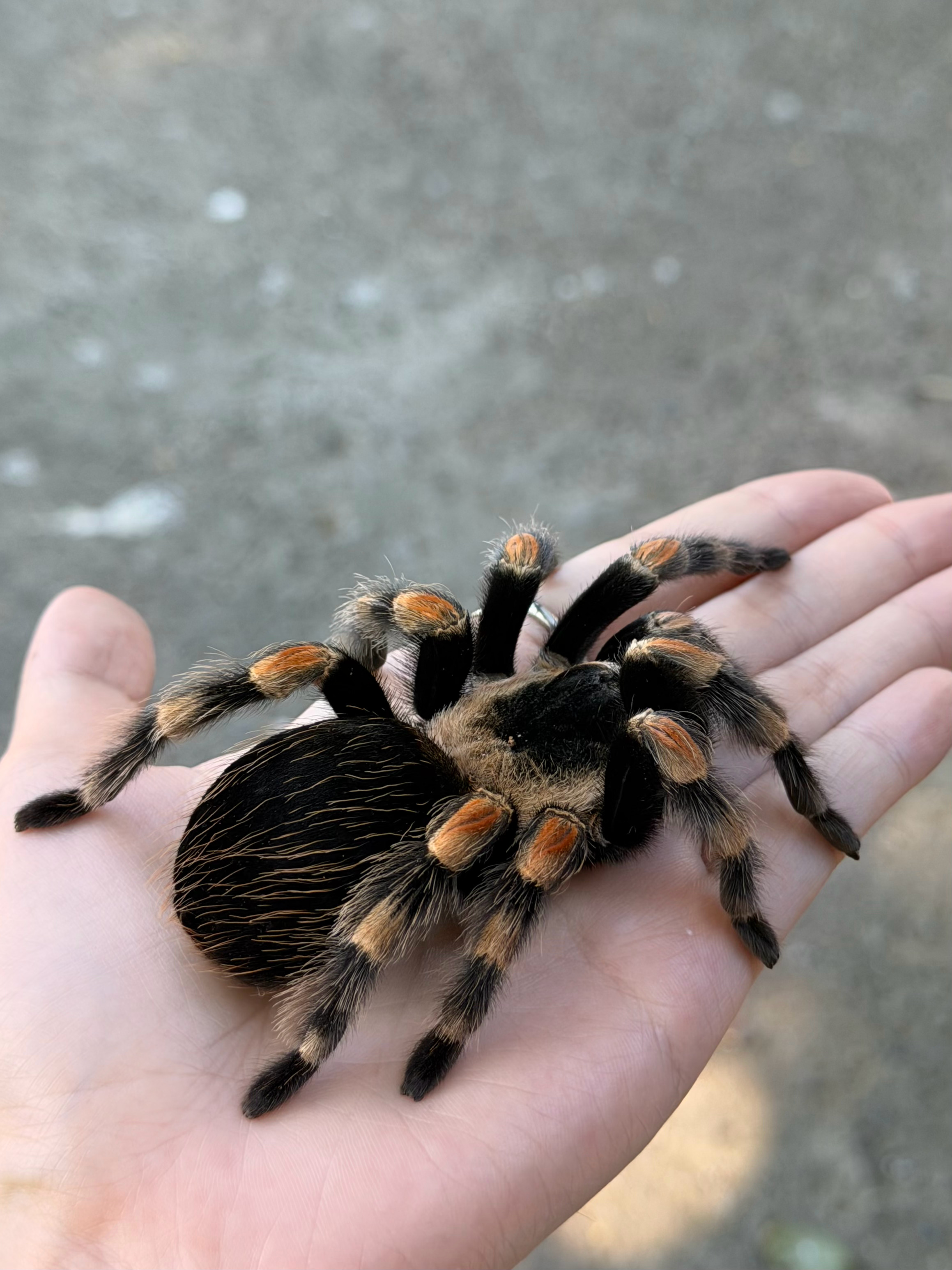 摸了八脚毛绒绒大蜘蛛！👒🕷️🪶 印度尼西亚
