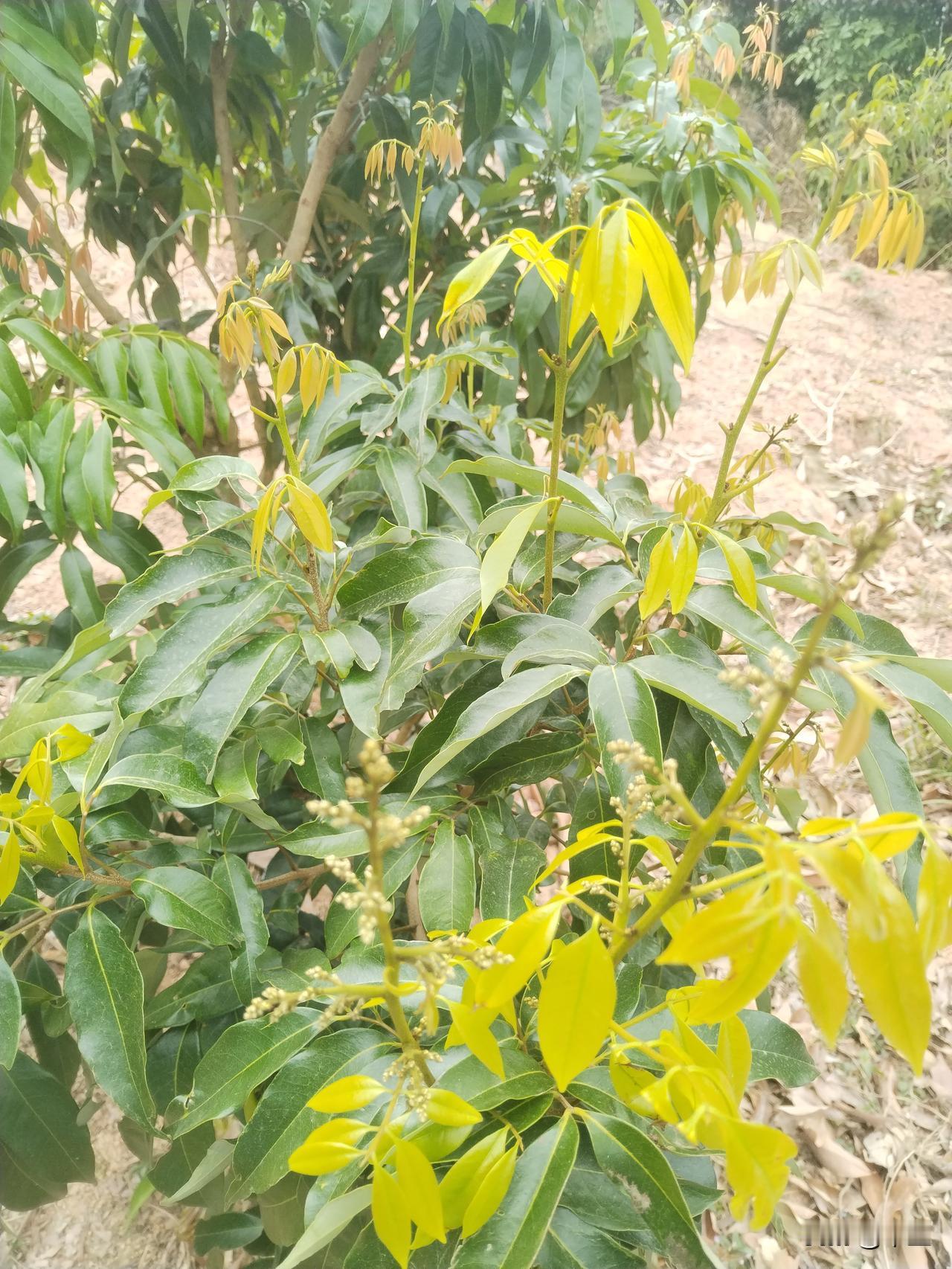 荔枝叶后花长势喜人

白天连续天气变暖，立春又到，前期冲梢经控梢后演变为第二选项