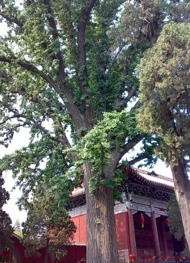 我认为合家出游