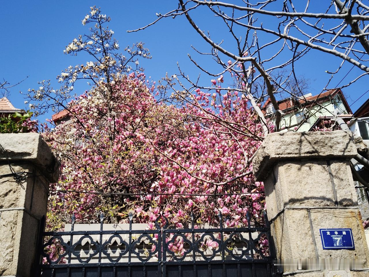 分享一张你拍的花，什么花都行龙华路的玉兰[玫瑰]满园春色关不住，争奇斗艳出墙来。