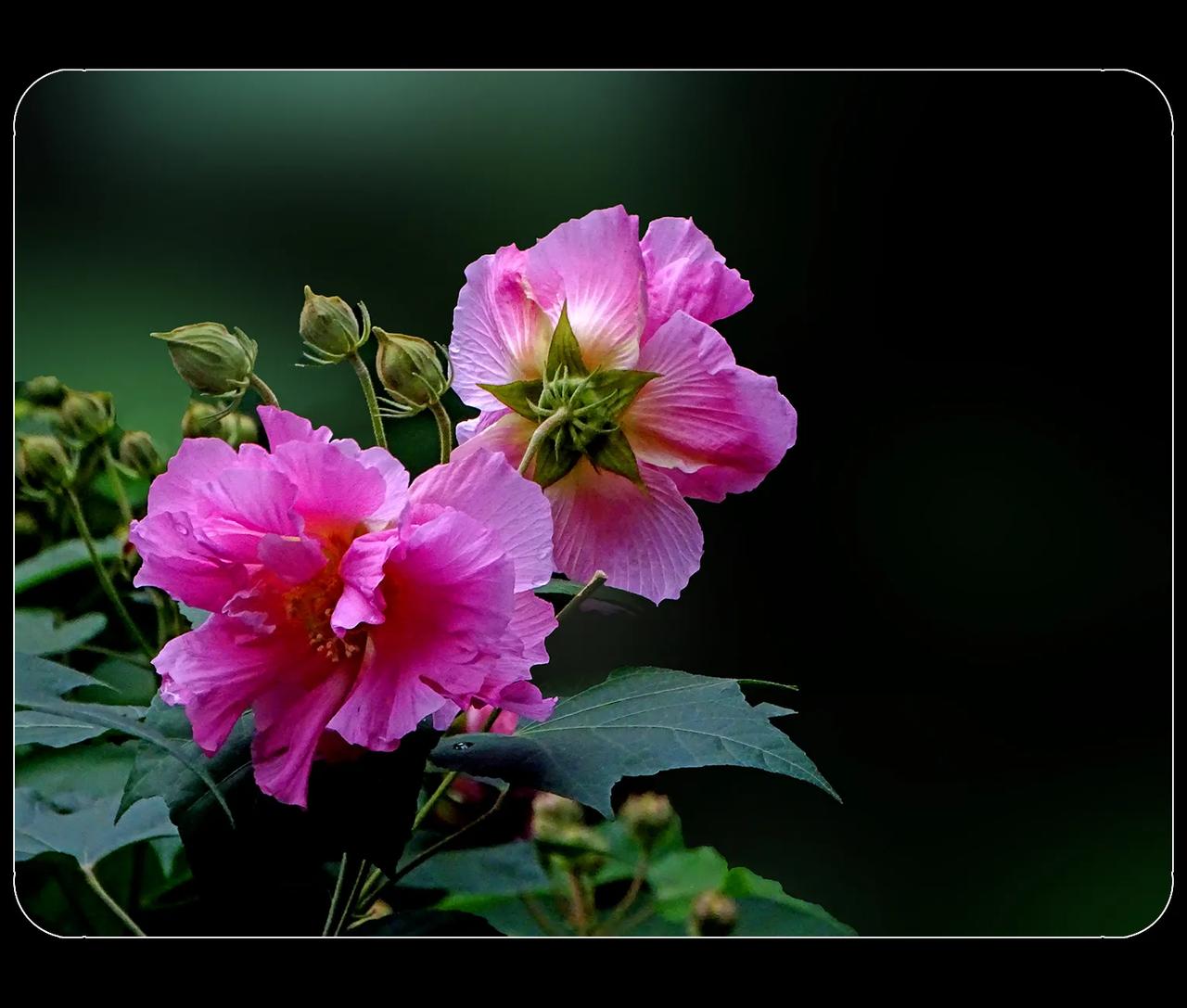 《木芙蓉与薛涛签》
        后蜀国王孟昶为了让王妃花蕊夫人高兴，在成都遍