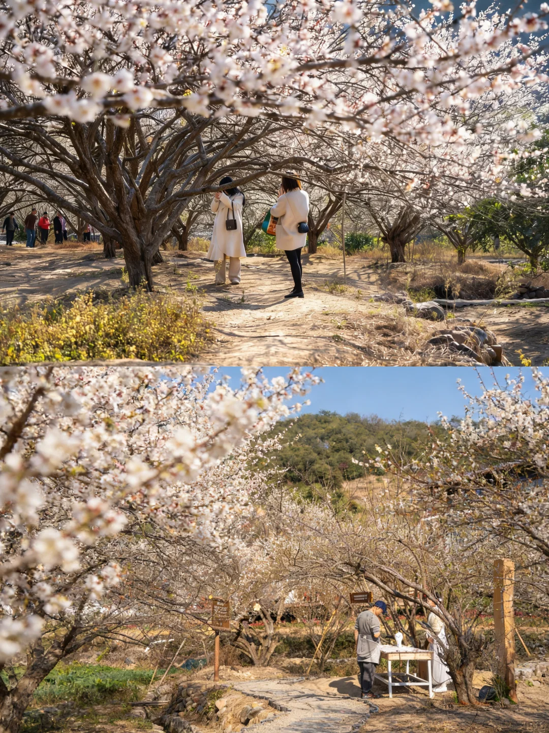 福州1h，藏着国内最早的春天🌸