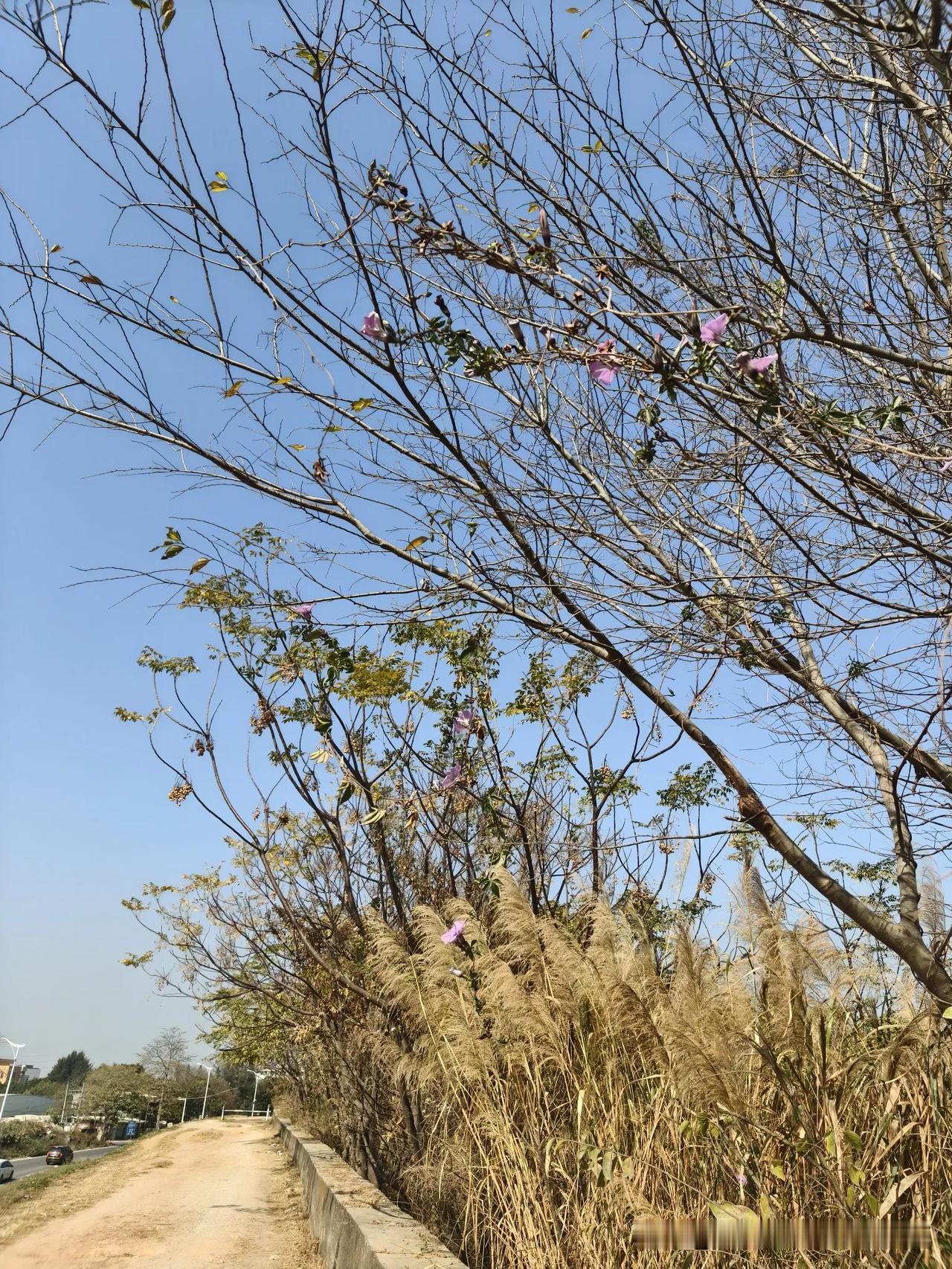 随手拍的最美丽的照片节后离家最后一天，江边的树长得很特别！