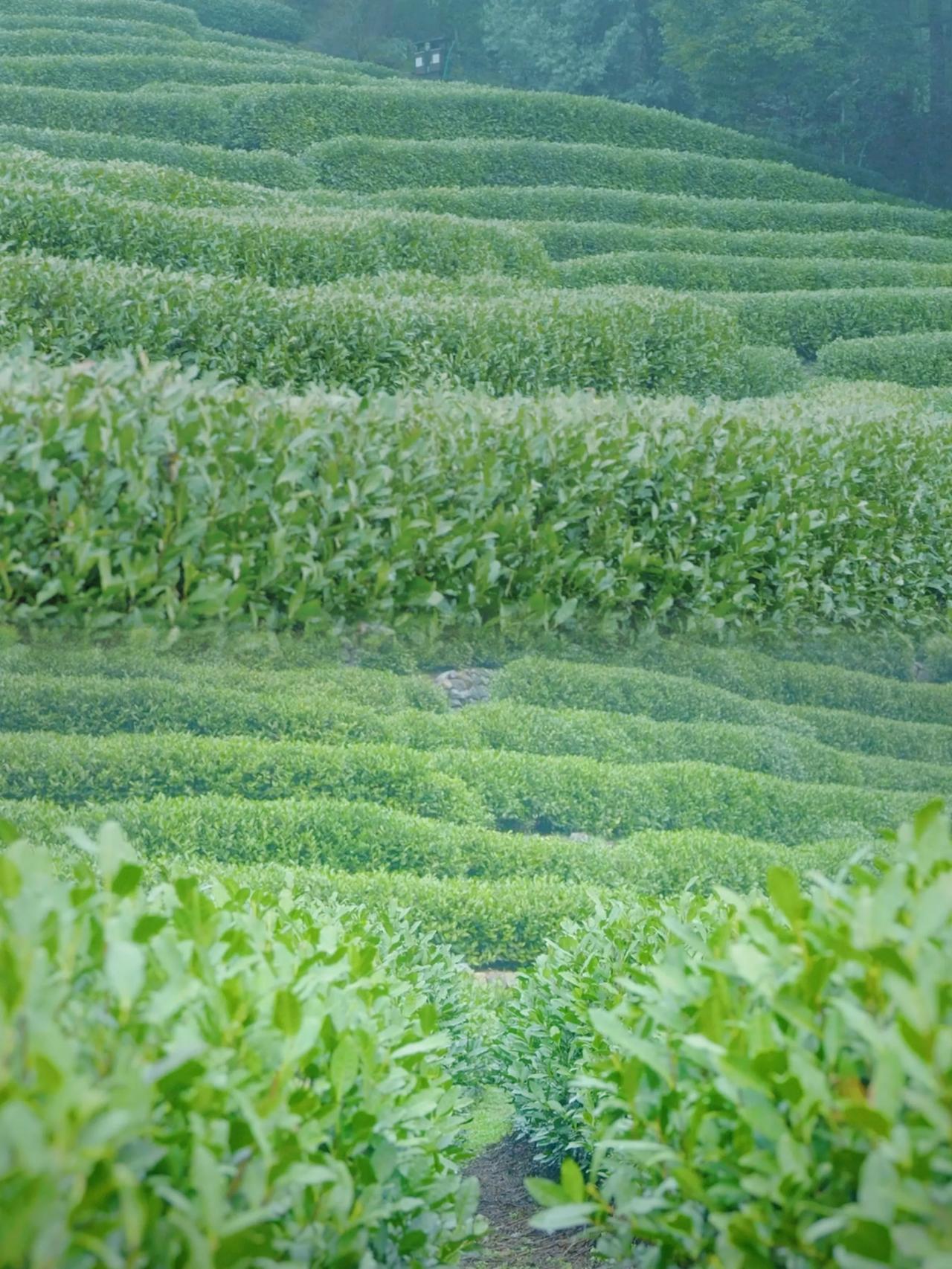 3月的龙井村，是真正的仙境～

🌲一定要在3月份来龙井村。这个季节的杭州乍暖还