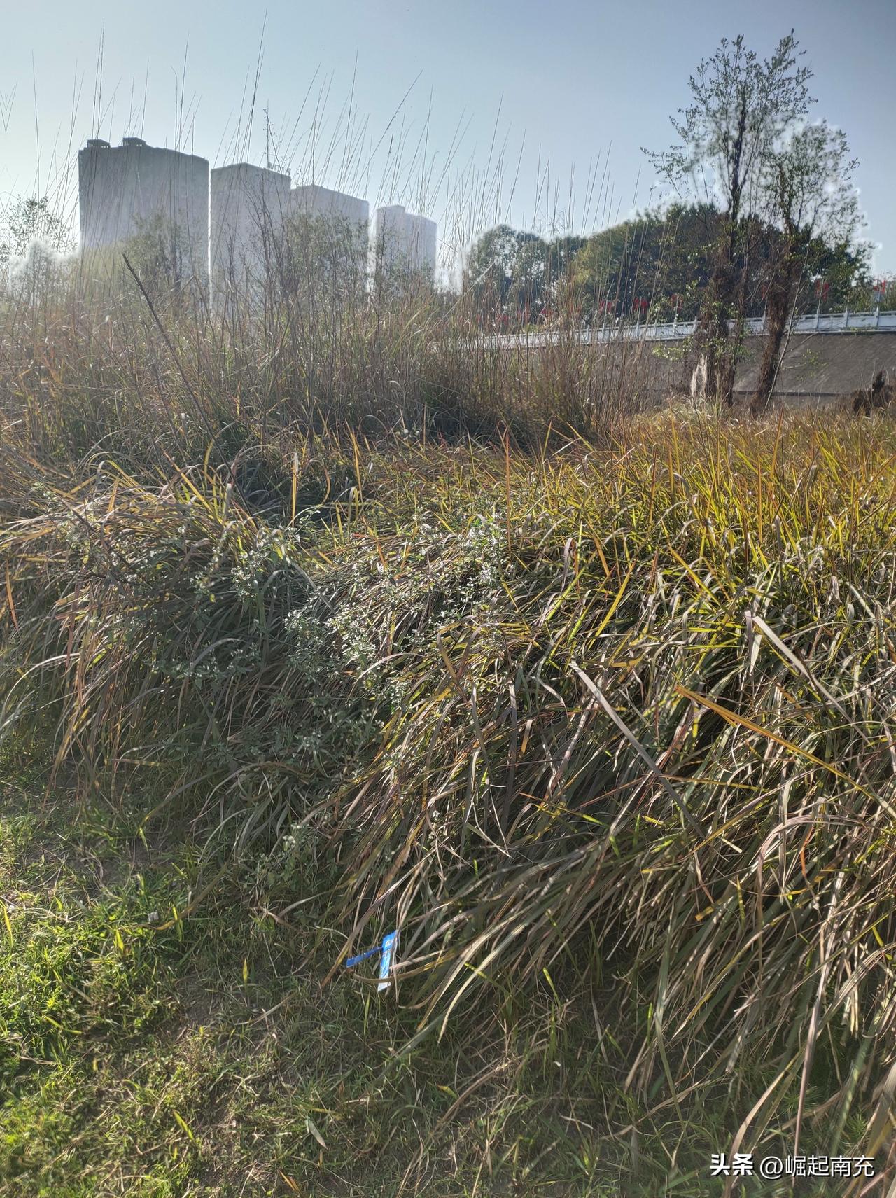 南门坝生态公园杂草丛生，没有人管理吗？
近日，在顺庆区南门坝生态公园散步看到此前
