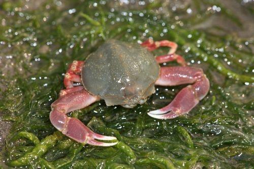 这个玩意在东营方言中叫“万人捏”。过去是在那些走村串户用手推车卖嘎啦的嘎啦中常见